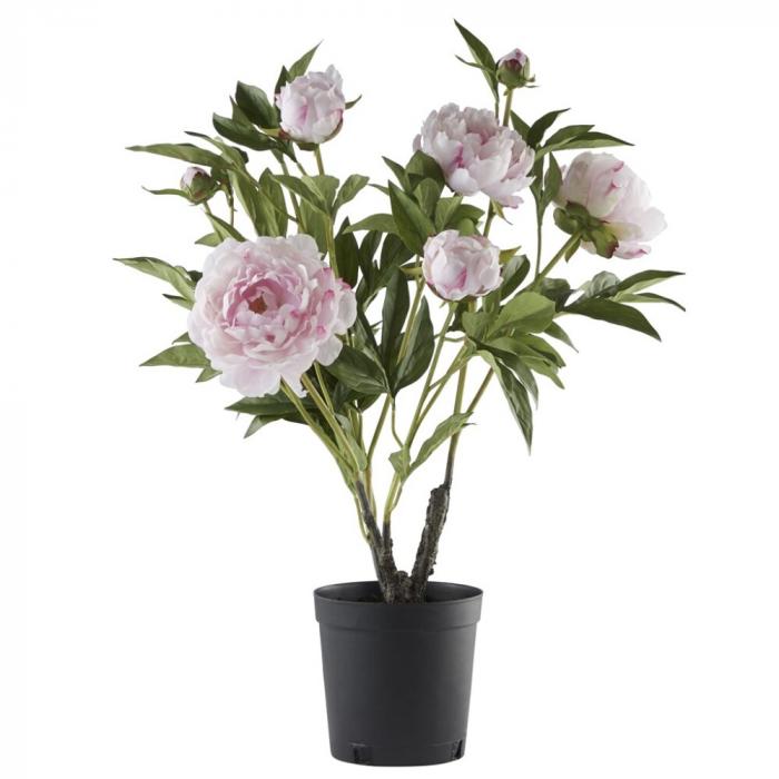 Flora pæon H66 cm. støvet lyserød