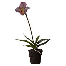Mørke lilla orkide i plastkrukke