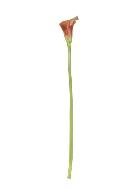 Lene Bjerre Flora CALLA LILY 44 CM