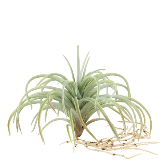 Flora luftplante H15 cm. grøn