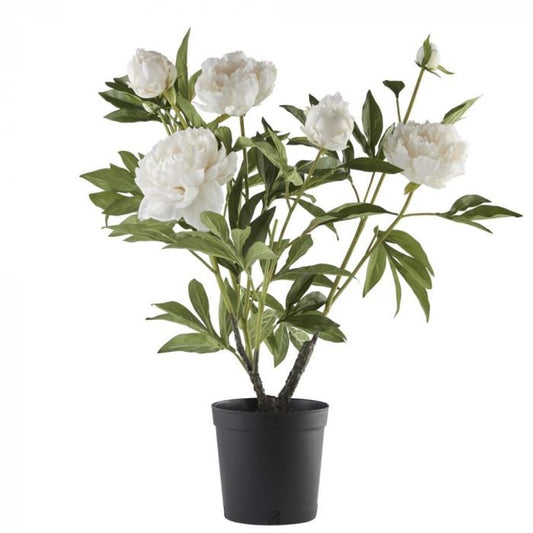 Flora pæon H66 cm. råhvid
