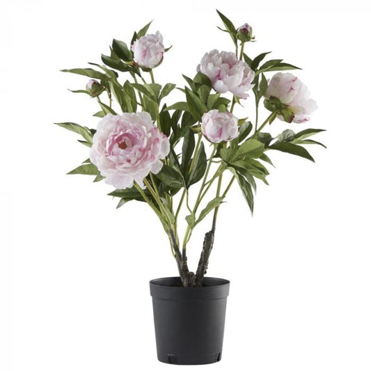 Flora pæon H66 cm. støvet lyserød